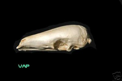 MALAYAN PANGOLIN  SKULL   REPLICA