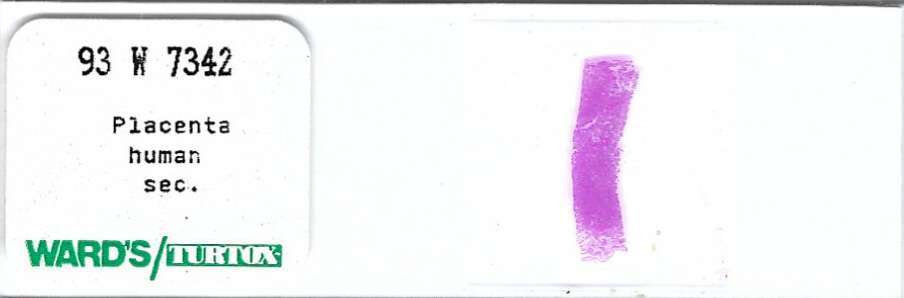 Human Placenta Microscope Slide