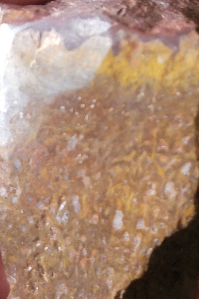 2.78 Lbs Agitized Dino Bone Smalls