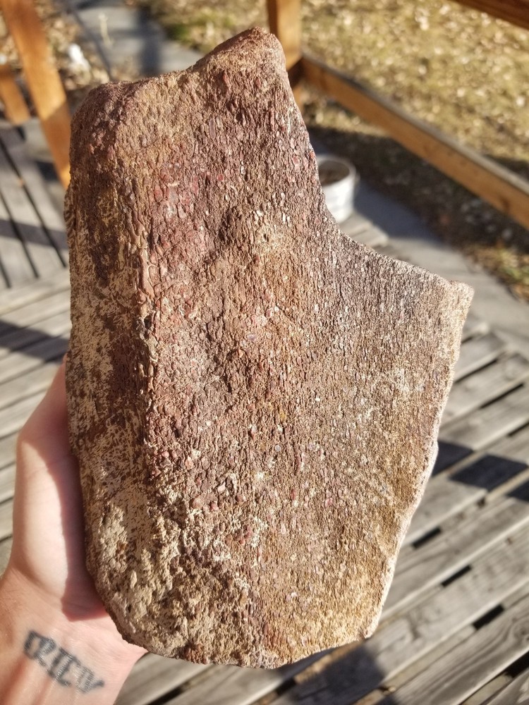 Great 8.75Lb Multi Color Agatized Dinosaur Gem Bone Polished Specimen Display