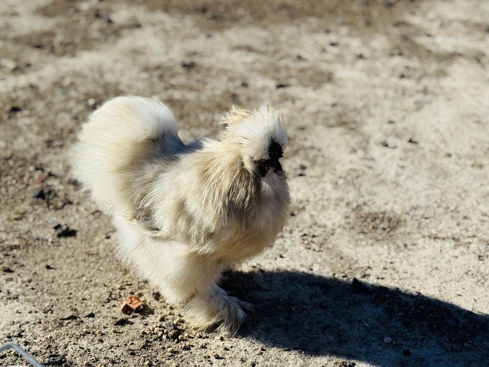 Silkie Chicken Hatching Eggs Assorted Colors