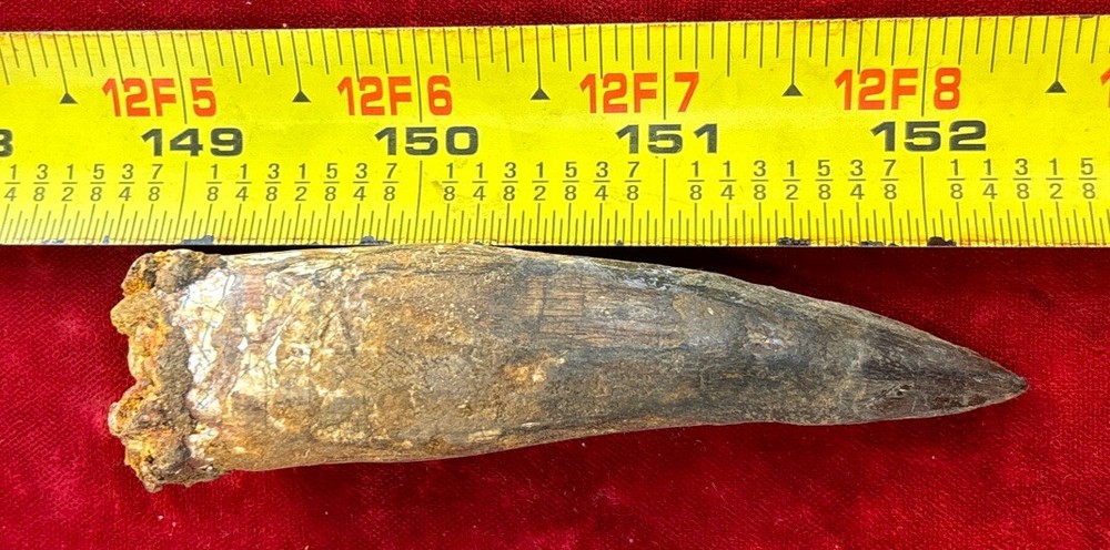 3 1/2 inch spinosaurus tooth