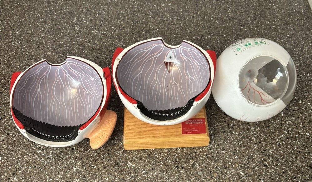 Human Anatomy Eye Model