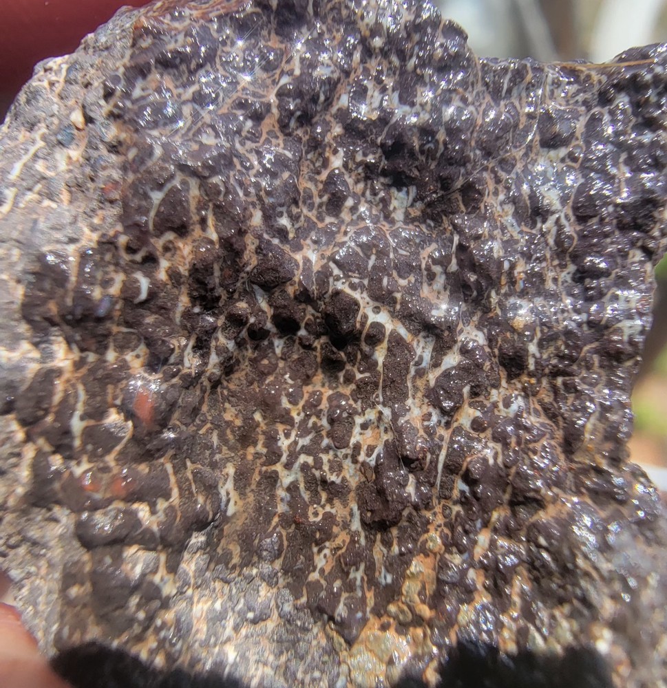 3.22 Lbs Agitized Dino Bone Smalls