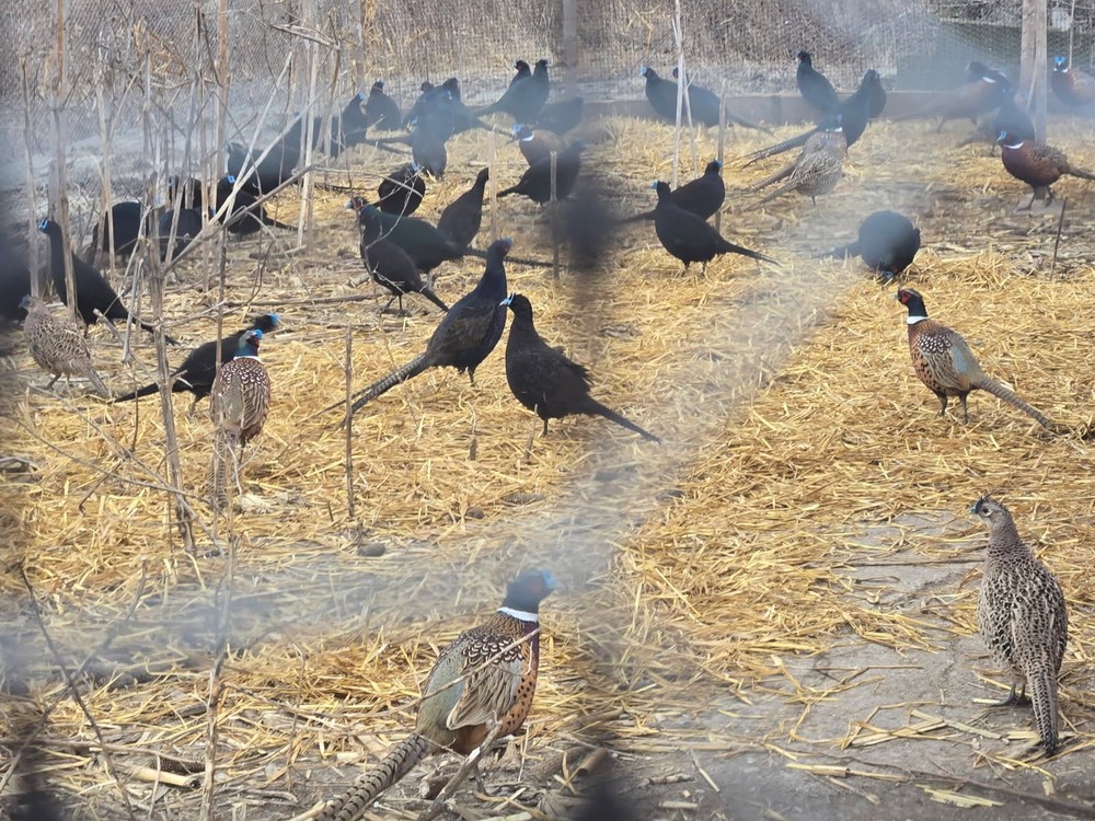 60 plus 12 Fertile pheasant hatching eggs