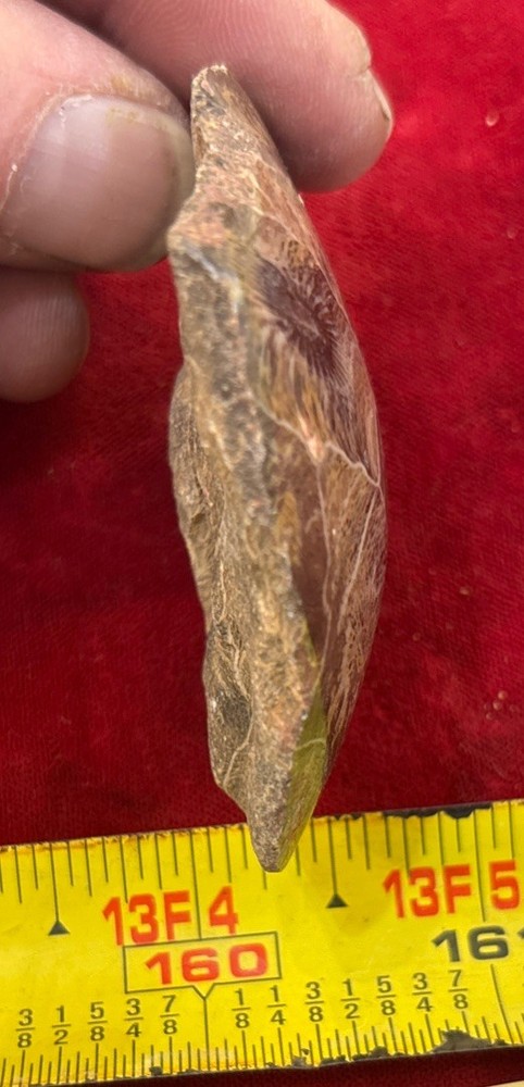 Petrified Coral End Polished