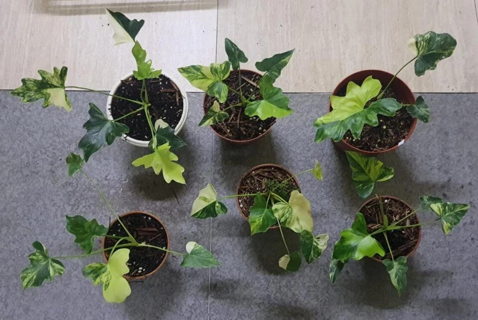 Philodendron Java Beauty Variegated Rare Uniqe Plant