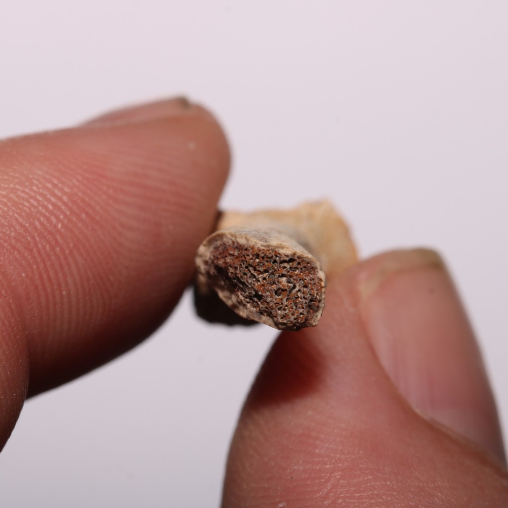 Dinosaur Age Bone Fossil - Nice Specimen - Cretaceous Hell Creek Formation