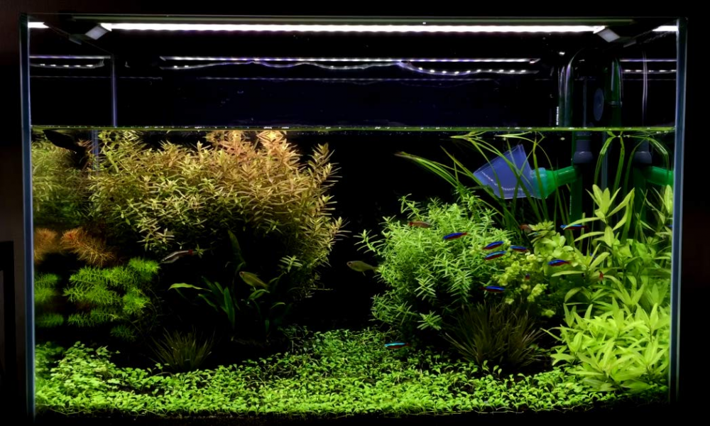 Finnex Stingray 2 Aquarium LED Light, 7 Size Options