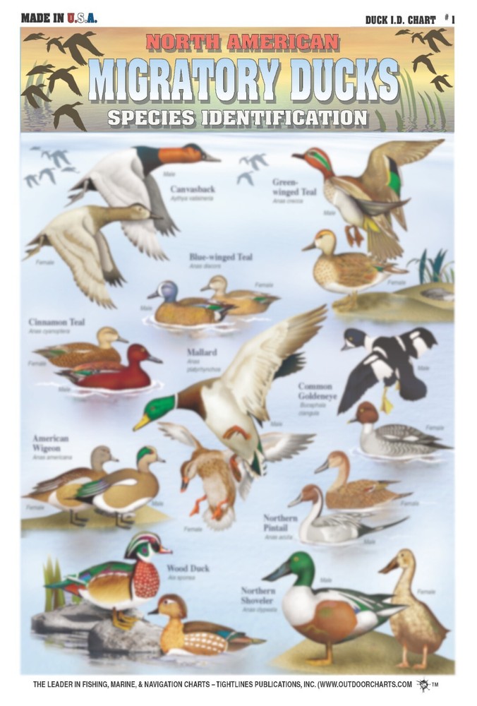 Duck Identification #1 (North American Ducks) - Waterproof Reference Guide