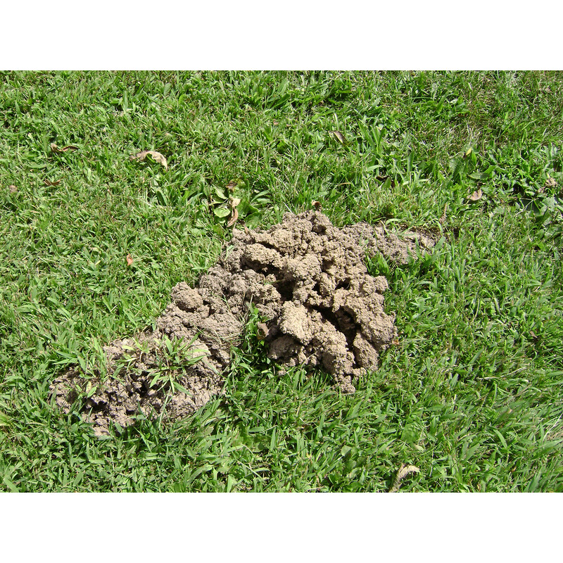 Tomcat 0372210 Mole and Gopher Bait, Garlic, Dark Gray