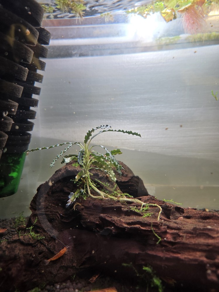 Bucephalandra Velvet King