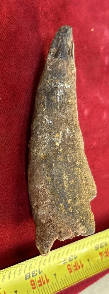Authentic 4” Spinosaurus Tooth Fossil