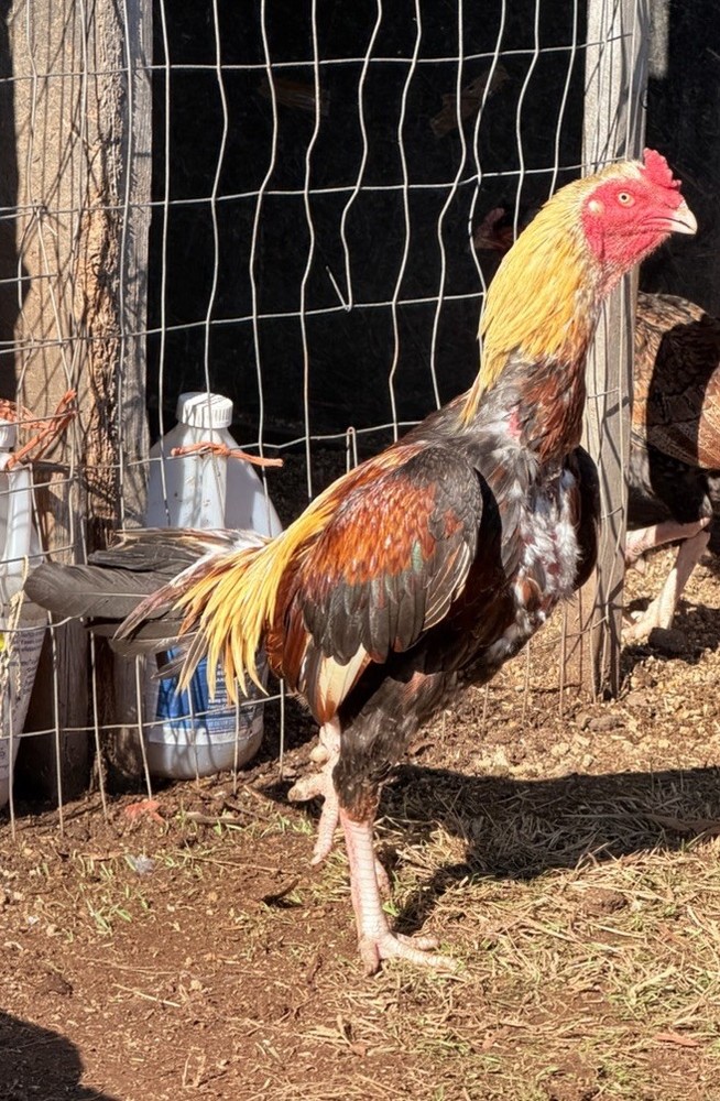 1Asil/Aseel Chicken Hatching eggs