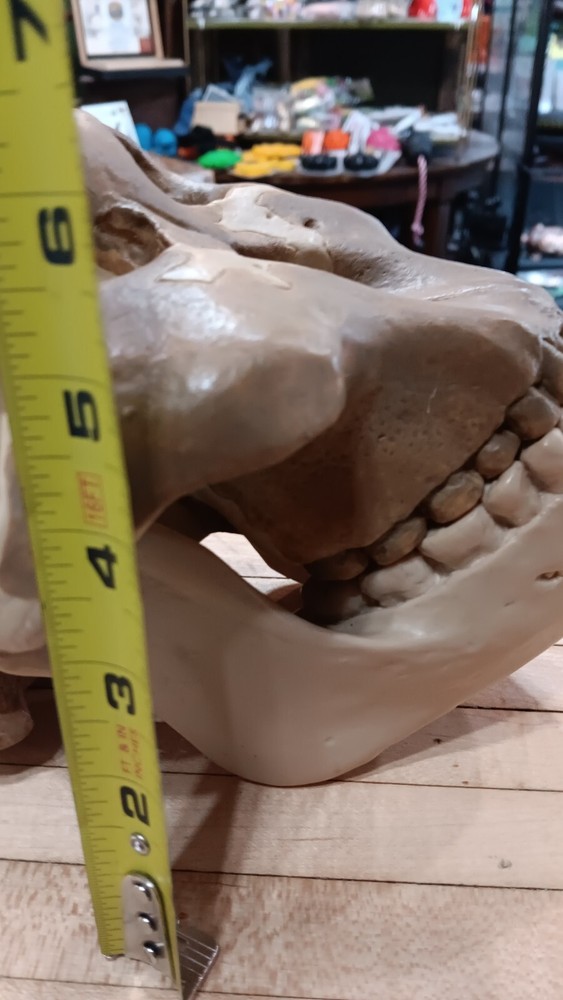 Vintage Somso Australopithecus Boisei Replica Anatomy Educational Skull Model