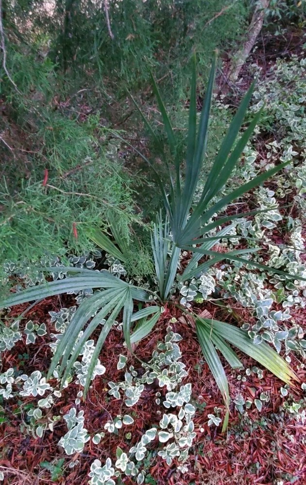 1 Gallon Sabal minor plant