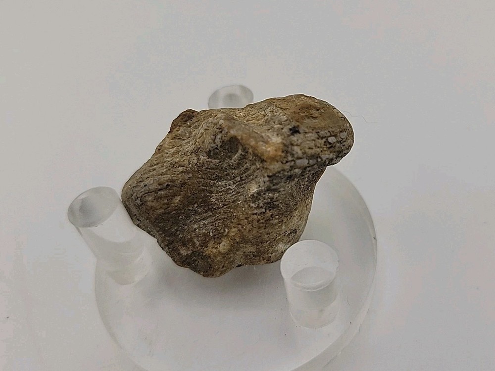 Real Permineralized Lizard 🦎 Egg Fossil