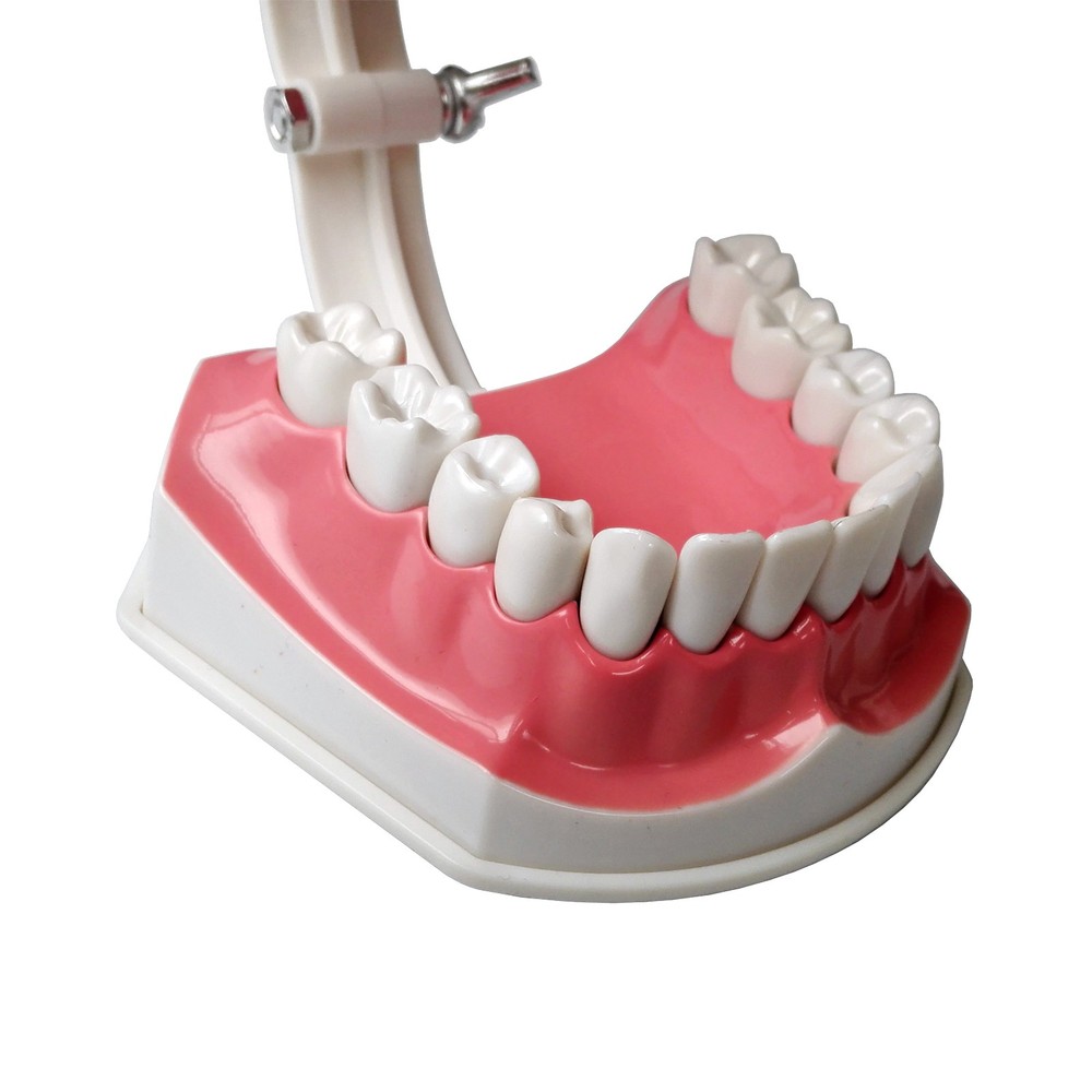 Interactive Tooth Brushing Model for Educational Training with Toothbrush