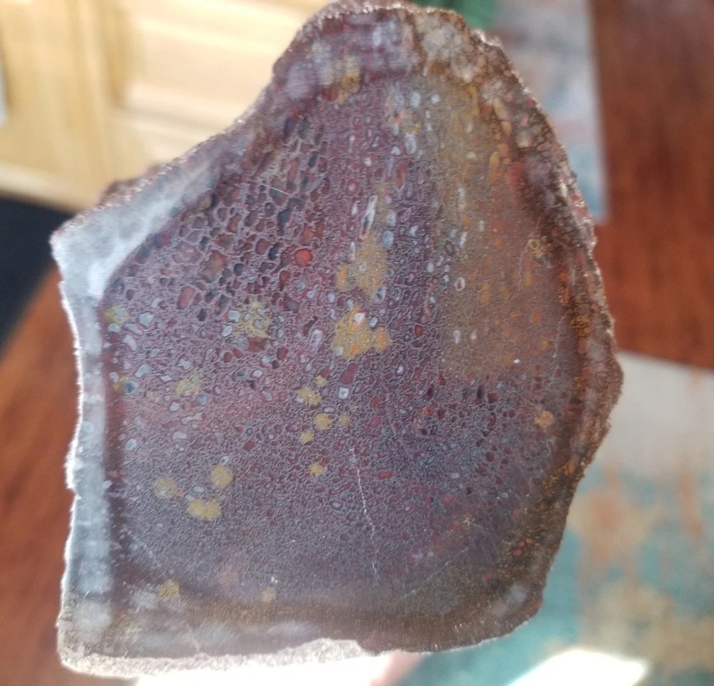 Great 8.75Lb Multi Color Agatized Dinosaur Gem Bone Polished Specimen Display