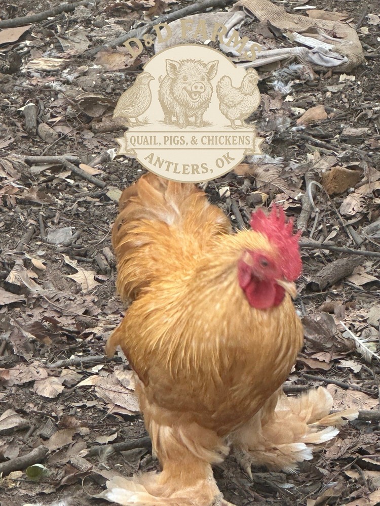 Bantam Cochin Fun Pen