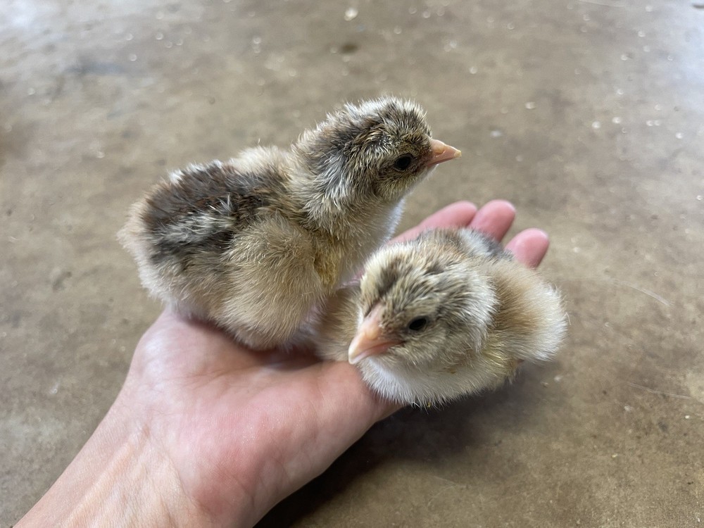 6+ Blue/Black/Splash SILVER/GOLD Partridge Brahma Hatching Eggs