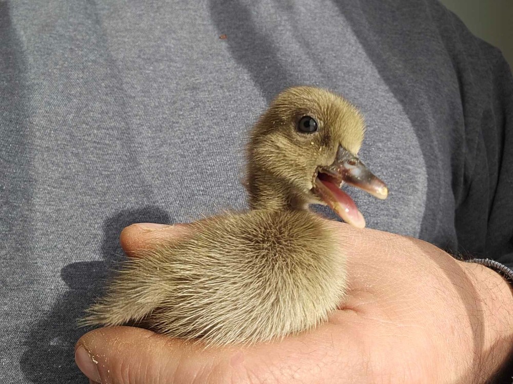 6 Khaki Campbell Duck Hatching Eggs
