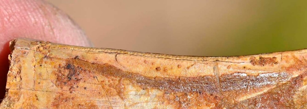 THREE Dinosaur Fossil Teeth, Carcharodontosaurus, from Morocco