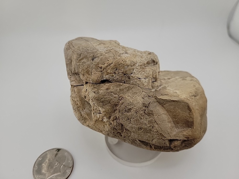 Egg Fossil Permineralized Compression Reptile Egg Fossil