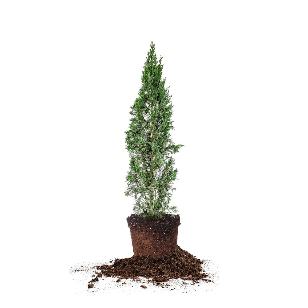Italian Cypress 3-4' 3-4'