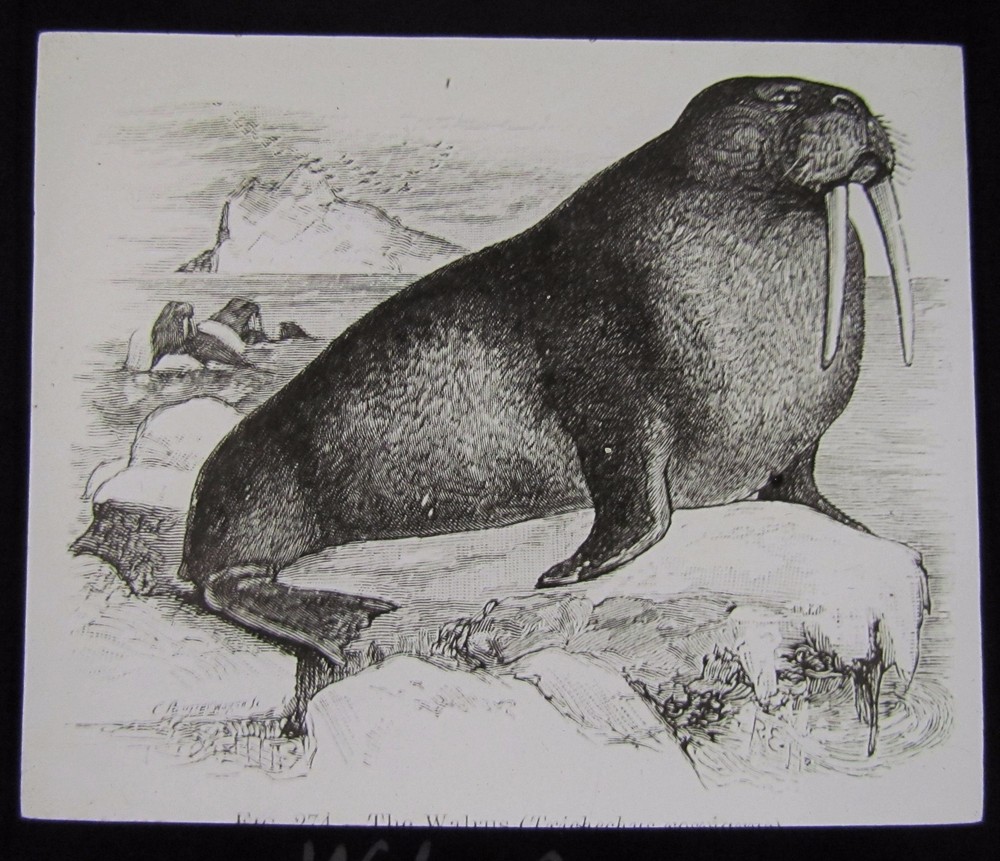 Glass Magic Lantern Slide A WALRUS C1890 DRAWING