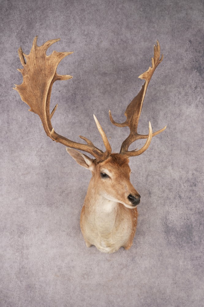 Chocolate Fallow Deer SKU 3272