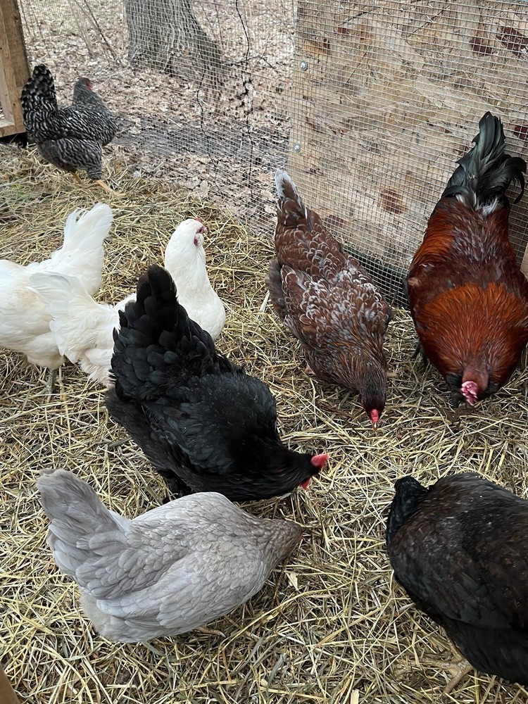6+2 Rainbow Hatching Eggs Easter Egger Olive Egger Ameraucana Marans Priority S
