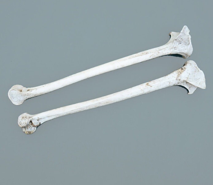 2 Wild Turkey Tibia Bones