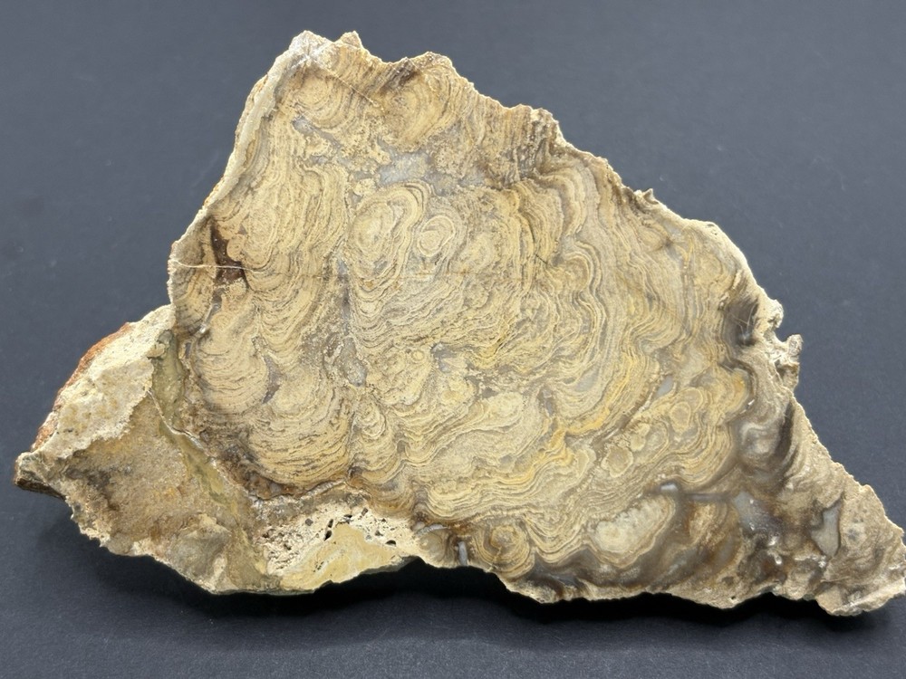 Stromatolite Slice/Polished- Chlorellopsis coloniata- Green River Formation- WY