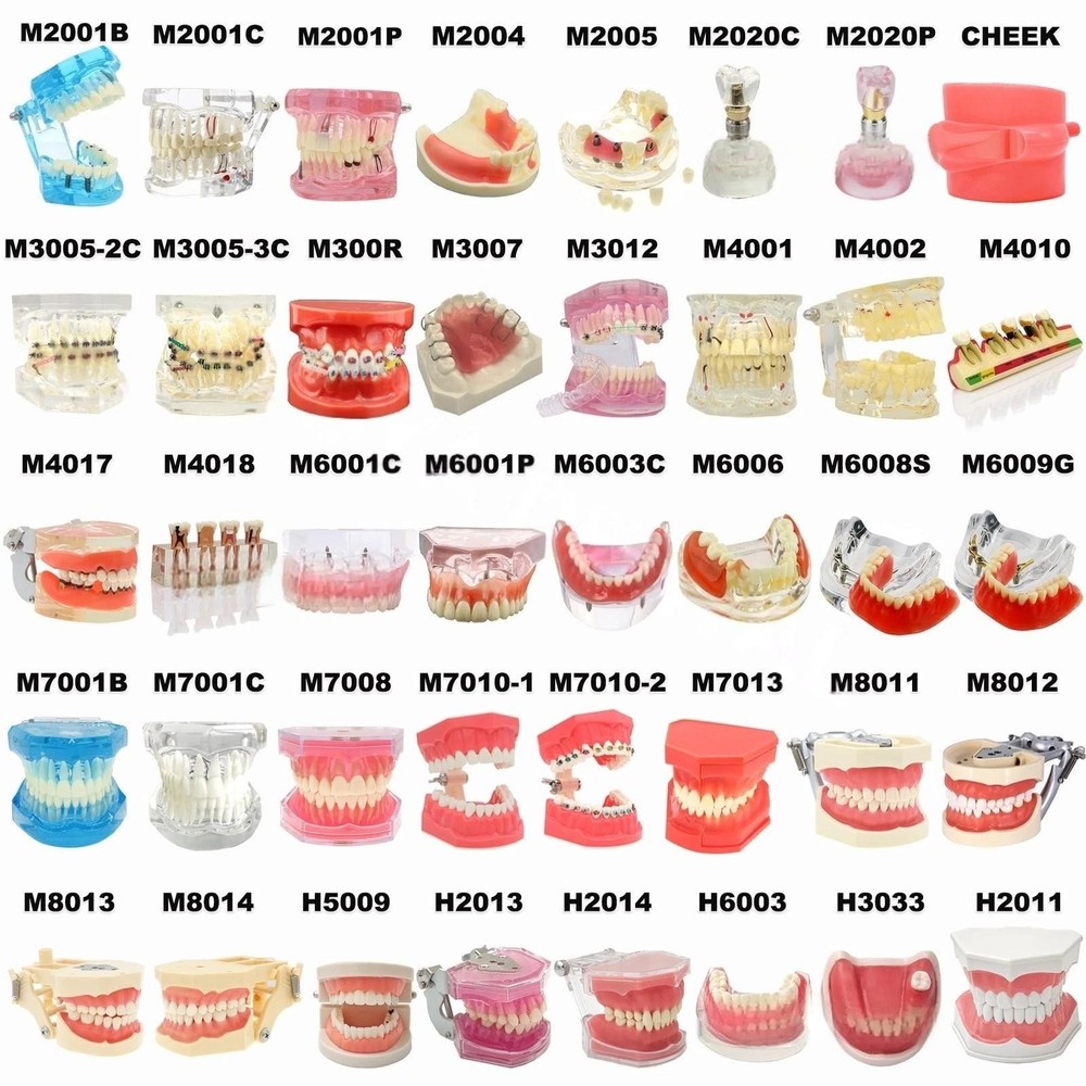 Dental Overdenture Practice Demo Implant Series Typodont Teeth Restoration Model