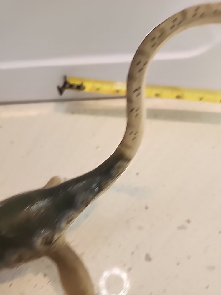 Vintage Elasmosuarus 1996 Plastic Dinosaur Safari