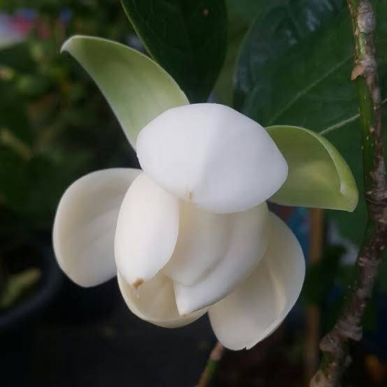 Coco Magnolia live plant