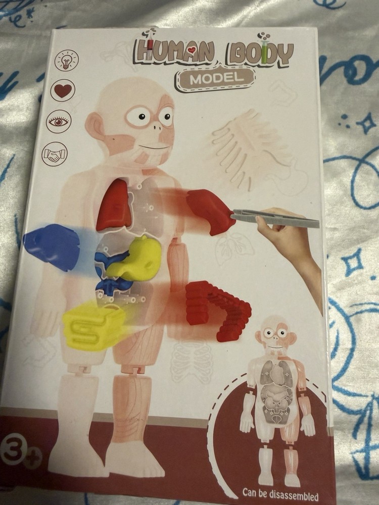 HUMAN  MODEL EDUCATIONAL  ANOTOMY TEACHING TOOL