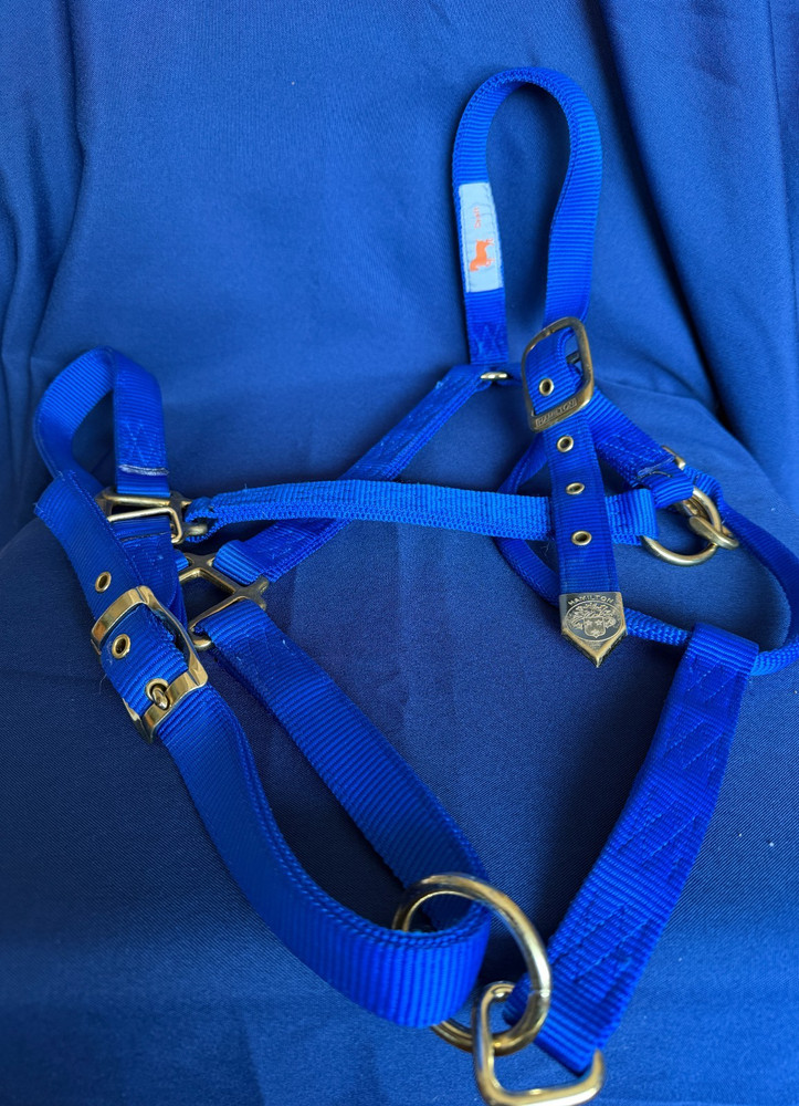 Draft Sized Hamilton Horse Halter - Royal Blue