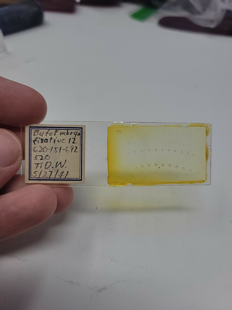 Vintage Microscope Slide 1941