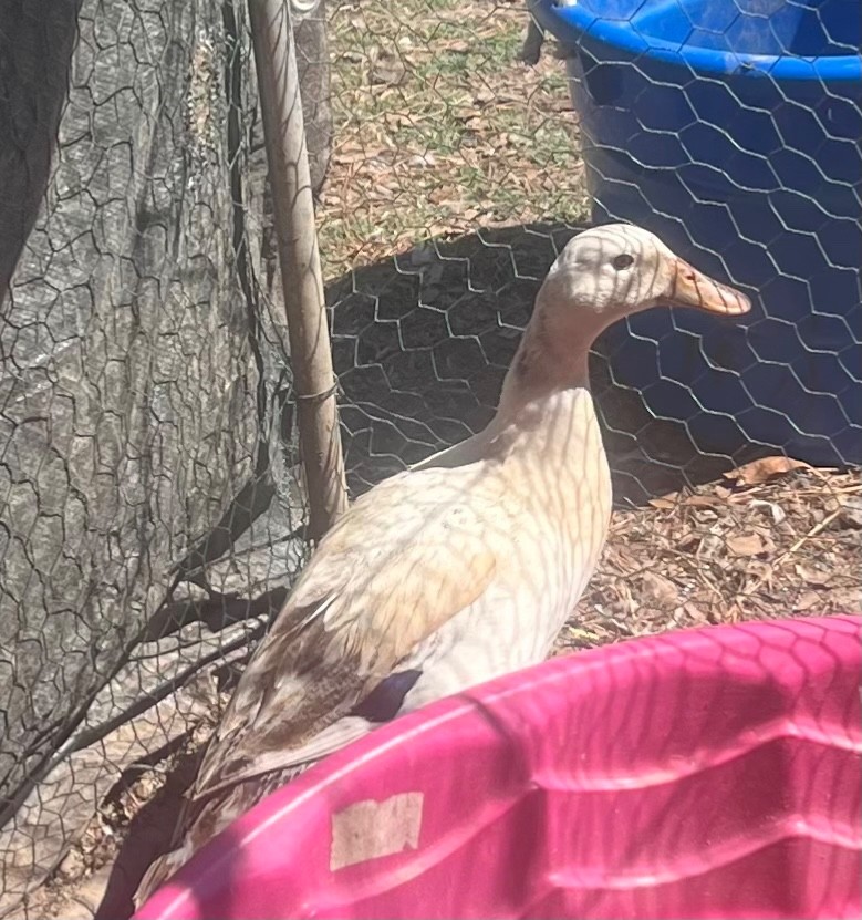 6+ Welsh Harlequin Duck Hatching Eggs