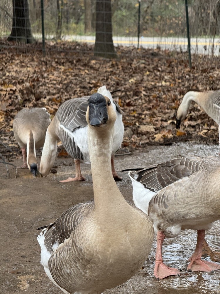 12 Brown Chinese Geese Hatching Eggs