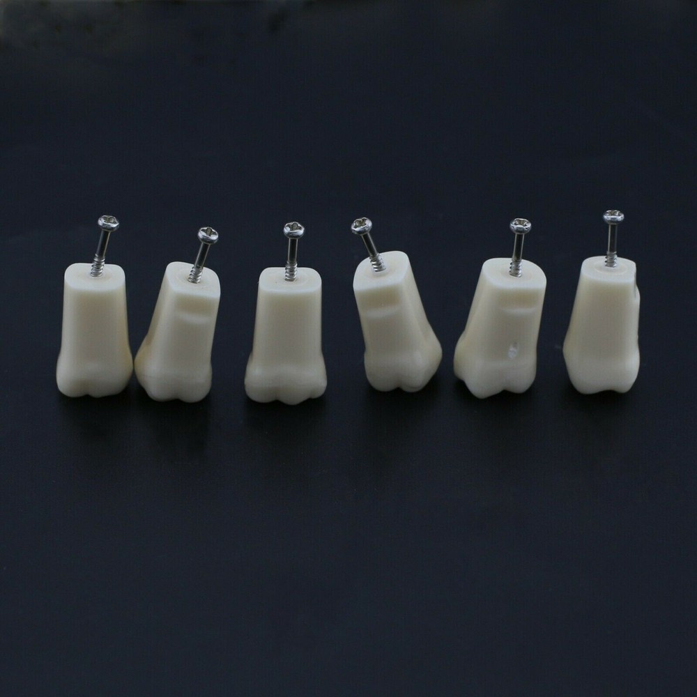Dental Typodont Model Replacement 32 Screw-in Teeth Practice Study Tooth Model