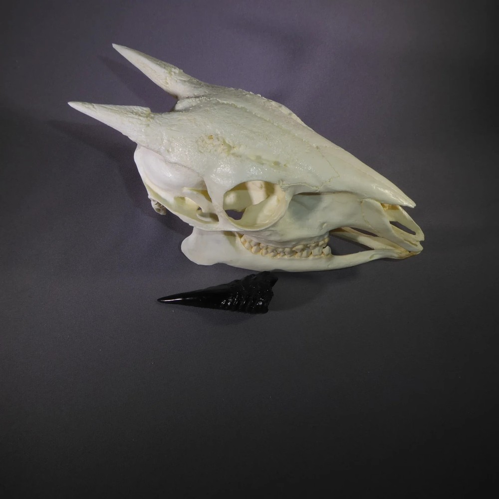 RED FOREST DUIKER SKULL REPLICA