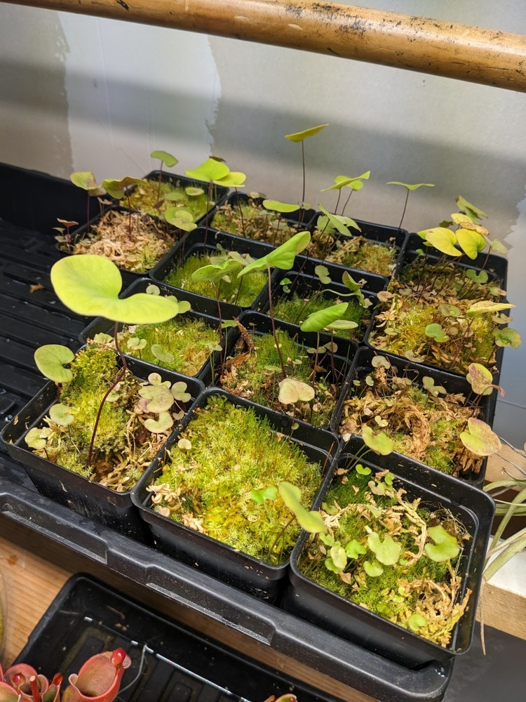 Utricularia reniformis (f. courte)