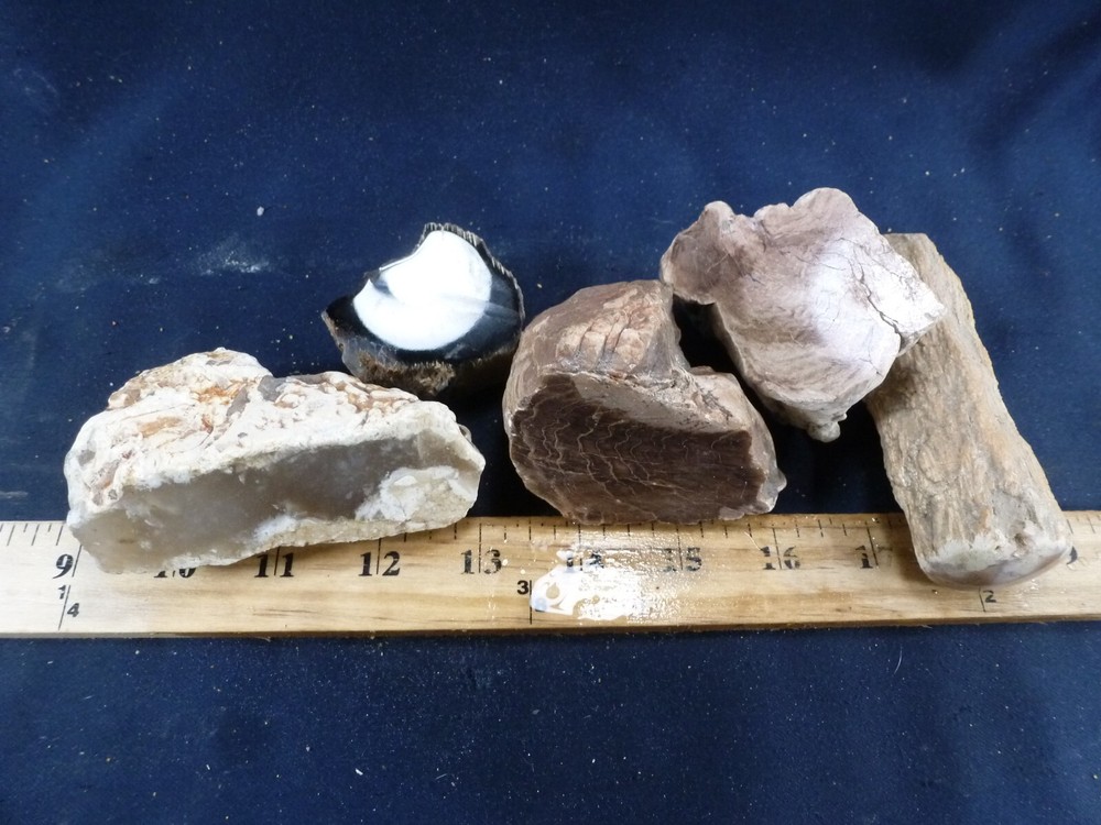 CSS: 5 Piece Polished Petrified Wood Collection Specimen's