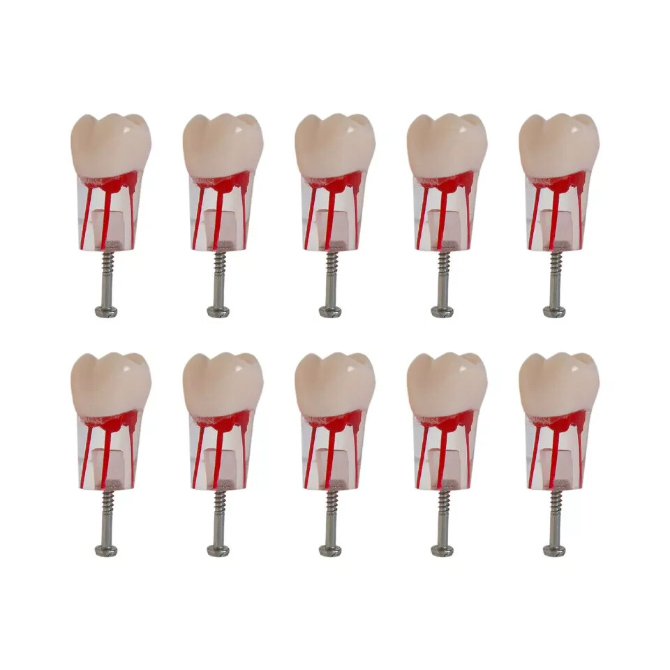 Dental Endo Root Canal Teeth Study Model #8006-26 RCT Practice Typodont