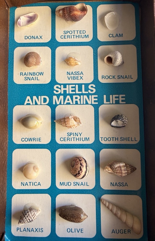 Gemstones for Education SET, Rocks & Shells Collection with World Map | ESM US