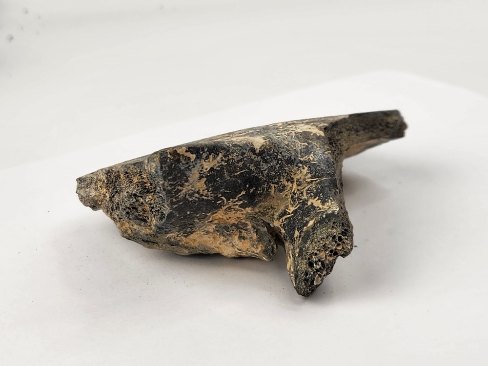 Pathological Turtle Shell Fossil - Florida