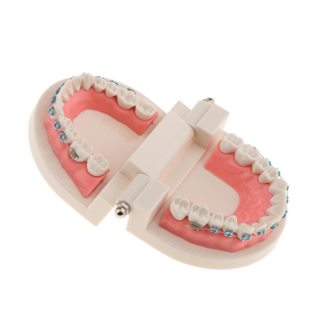 Dental Teach Typodont Demonstration Teeth Model with Braces For Patient Study